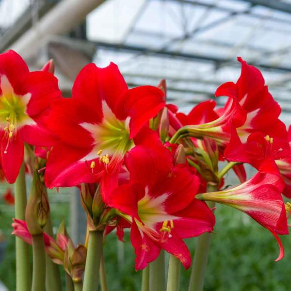 Bulbes à fleurs à planter à l'automne - Amaryllis Hippeastrum Strié (x1) - face recto